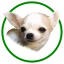Puppers (PUP) logo