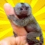 FingerMonkey
